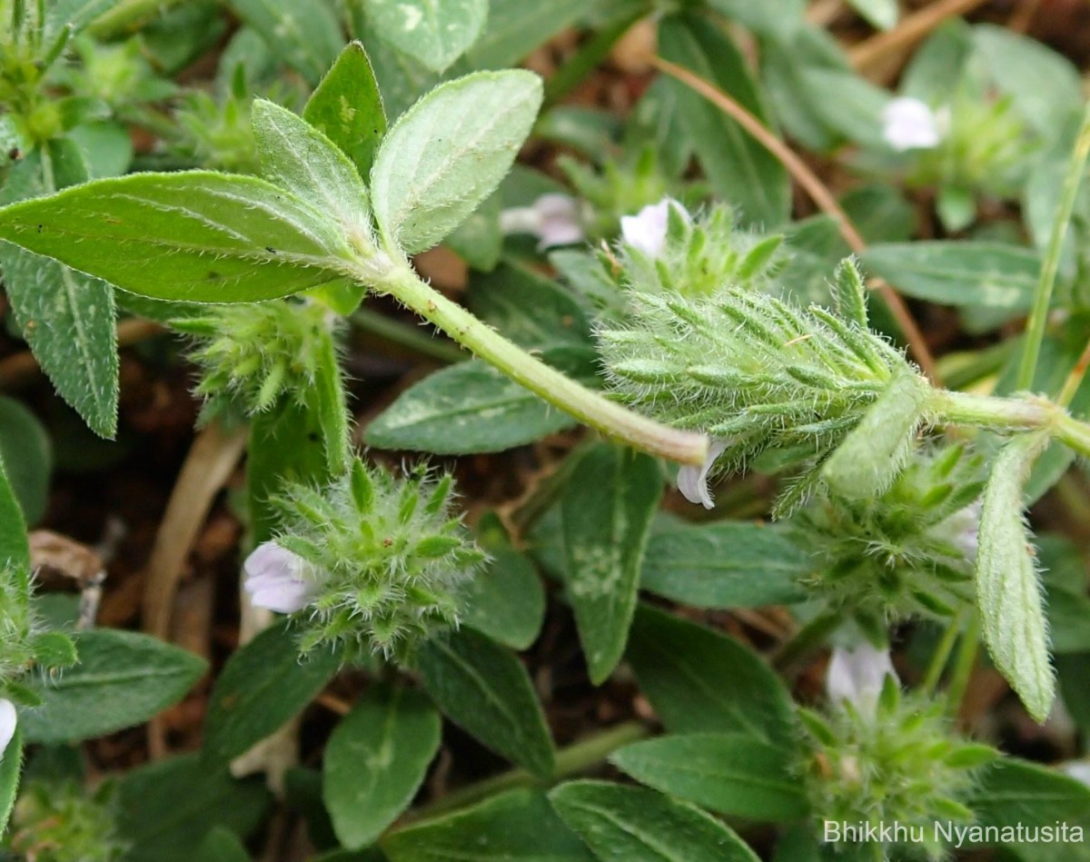 Rostellularia procumbens (L.) Nees